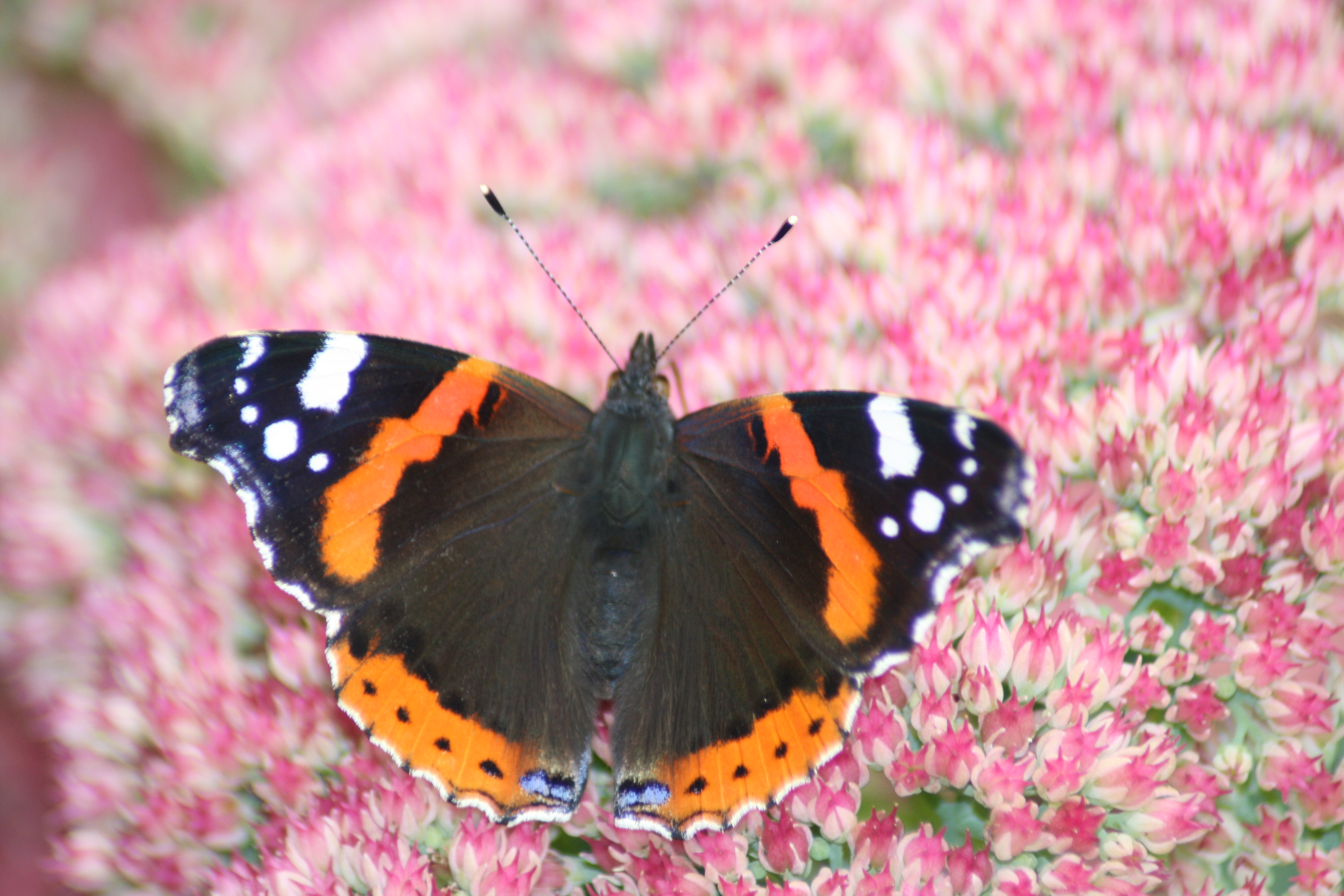 essay conservation flora fauna